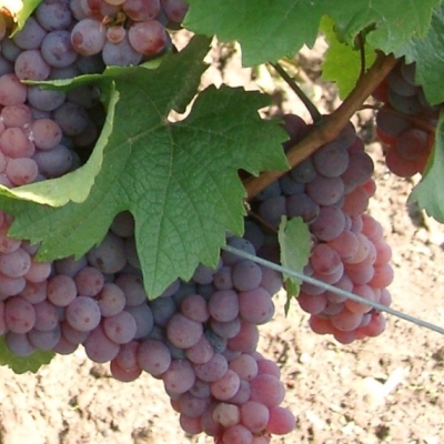 09080022 roter Elbling